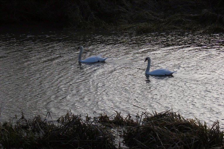 Swans on the Canal
